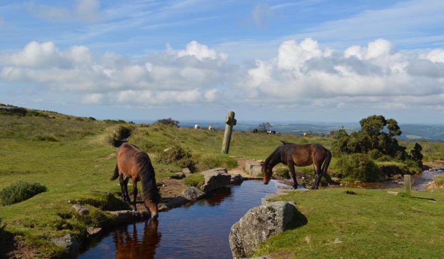 The Stables - Charming 15Th-Century Rural Bolthole Leilighet Newton Abbot Eksteriør bilde